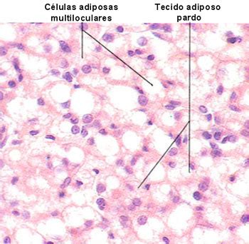 Biologia no ensino médio Tecido conjuntivo propriamente dito TCPD