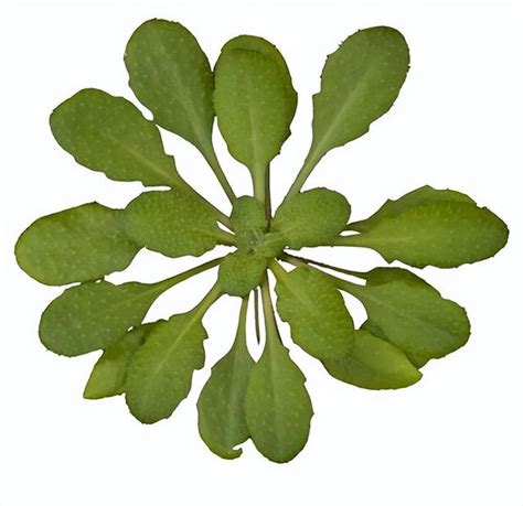 阿拉伯芥Arabidopsis thaliana解開自然奧秘的微小植物 每日頭條