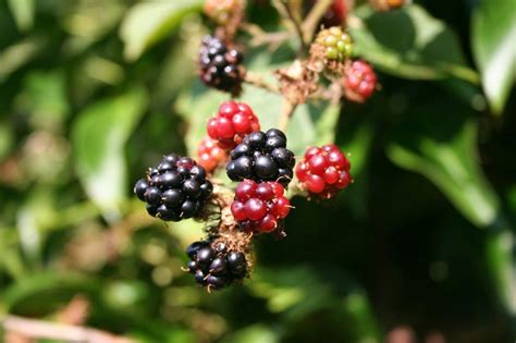 10 Beautiful Native Irish Wildflowers To Look For This Spring And