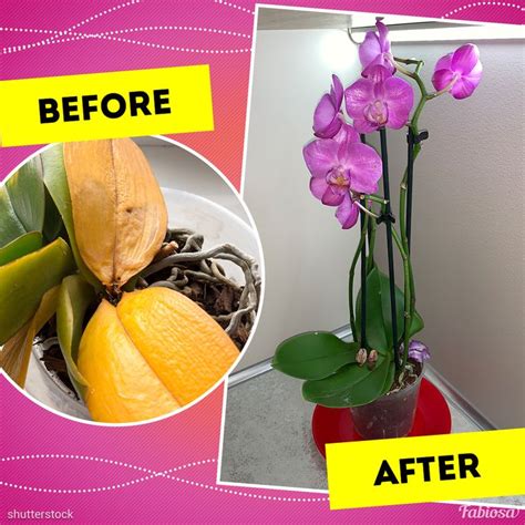 Caring For Orchids At Home Essential Tips For Blooming