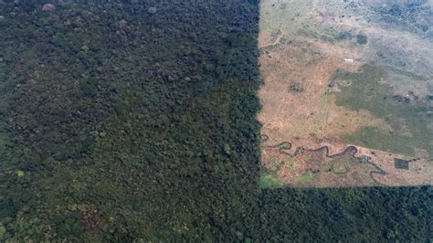 Así Se Ve La Deforestación De La Selva Lacandona Desde Las Alturas