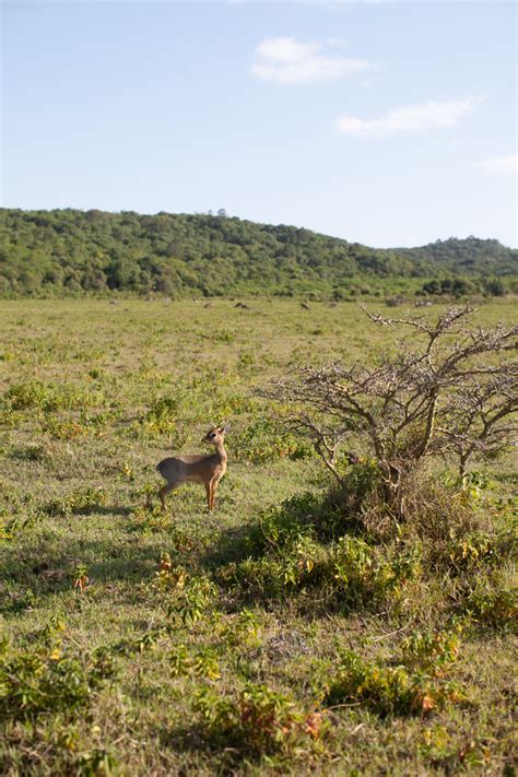 Safari Arusha National Park - Entouriste