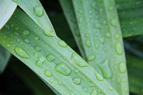 Fotos Gratis Naturaleza C Sped Gotita Soltar Roc O Lluvia Hoja