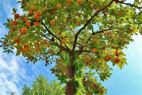 Persimmon Trees Buying & Growing Guide | Trees.com