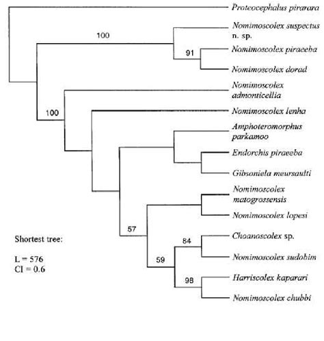 Arbre Le Plus Parcimonieux Obtenu Partir De L Analyse Des Donn Es