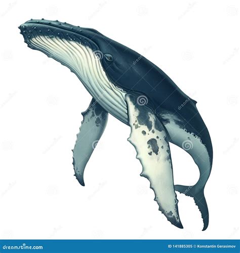 Humpback Whale Illustration