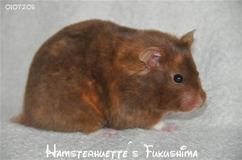 17 Best images about Hamster colors on Pinterest | Name suggestions ...