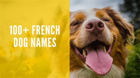 100+ French Dog Names for Your Doggo