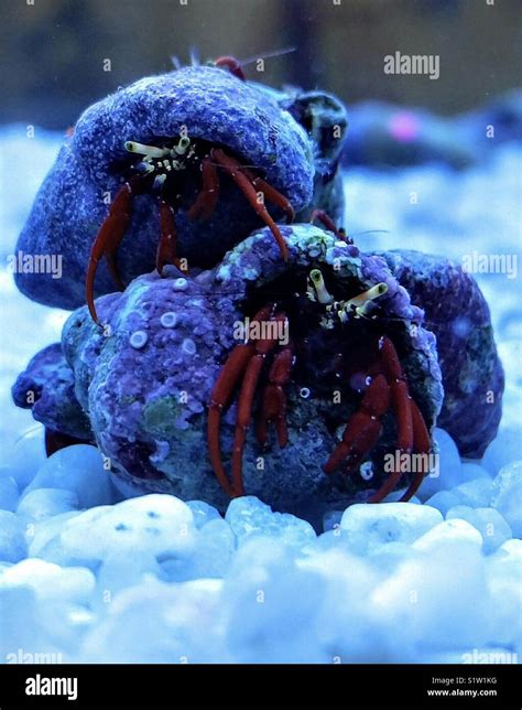 Red Legged Hermit Crabs Stock Photo Alamy