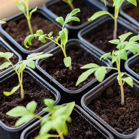 How To Fertilize Seedlings Transplants Get Plants Growing Fast