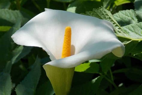 Peace Lily Flower Meaning & Symbolism (Virtue & Hope)