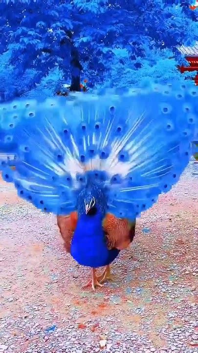 Beautiful Peacock Dance🥰🥰 Youtubeshorts Youtube