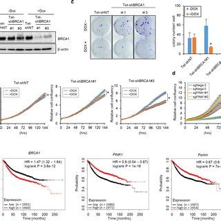 Mitochondrial Damage Promotes PINK1 Dependent BRCA1 Degradation A