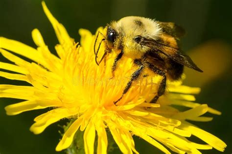 Brown Belted Bumble Bee Bombus Griseocollis Stock Image Image Of