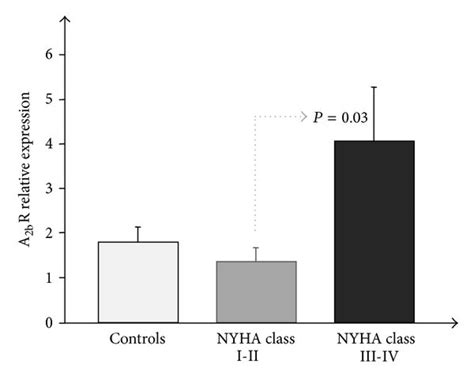 A A1r B A2ar C A2br And D A3r Mrna Expression Measured By Download Scientific