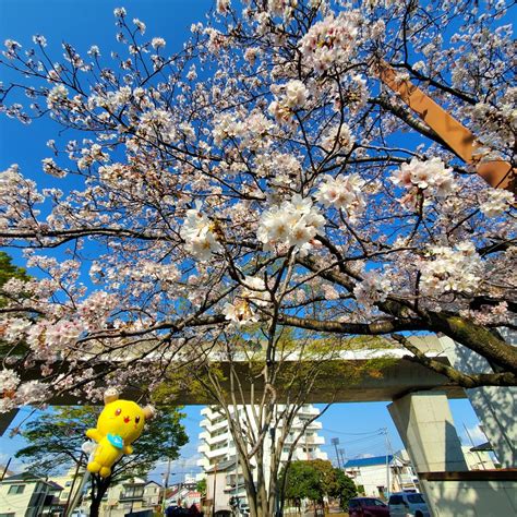 土浦市（公式） On Twitter 【土浦市 Snsにて市内の 桜 の 開花状況 を発信します】 土浦駅東ポケットパーク 令和5年3月30日15時頃 満開 亀城公園や乙戸沼公園ほど