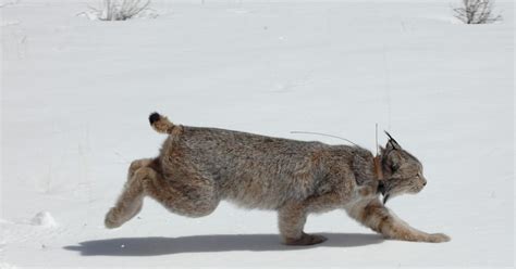 20 Years Later Colorado Lynx Reintroduction Heralded A Success — But