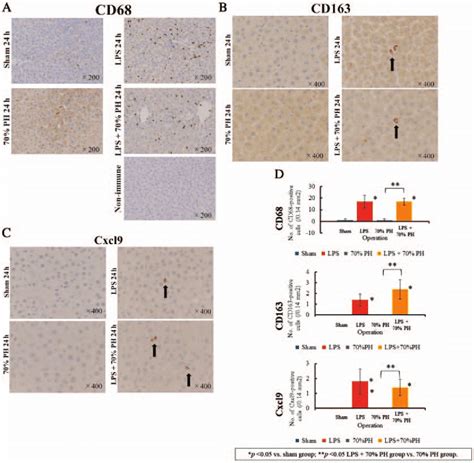 Immunostaining A Cd68 B Cd163 And C Cxcl9 Expression In The Download Scientific