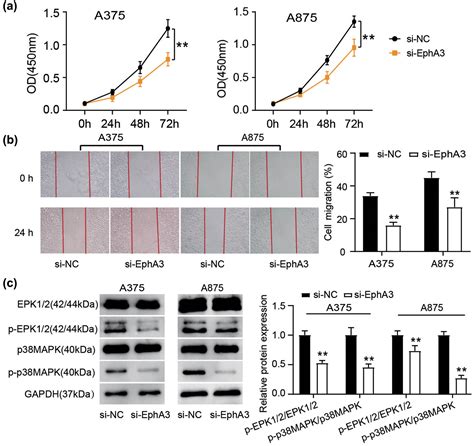 Epha Targeted By Mir Contributes To Melanoma Malignancy Via