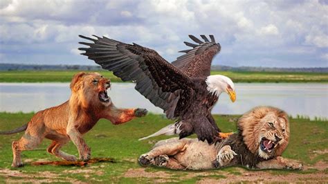 Lion Vs Eagle