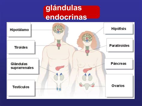 Glándulas Endocrinas ¿qué Son Fisiología Función Ubicación Y Mucho Más