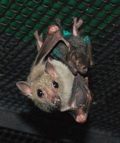 Peekaboo « Bat rescue, bat rehabilitation bat conservation and sanctuary for bats. A non-profit ...