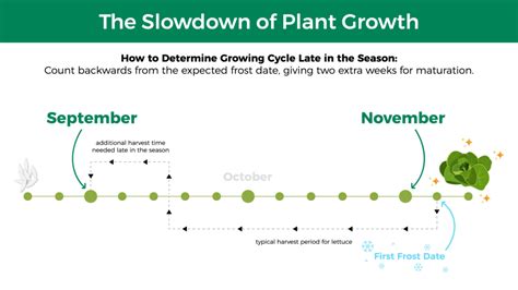 Succession Planting for Second-Season Crops | Jobe’s Gardening