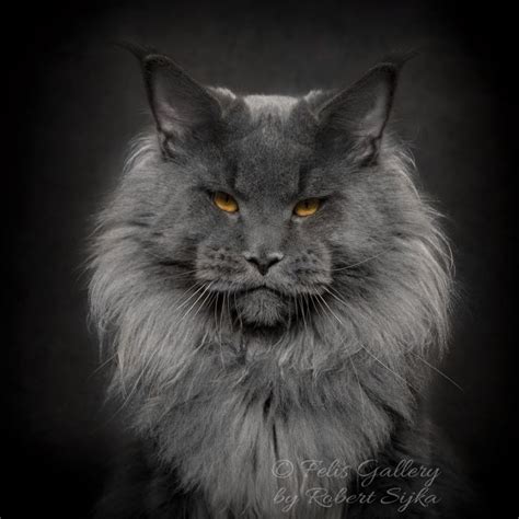 Artist Photographs Maine Coon Cats Who Look Like Majestic Mythical Beasts