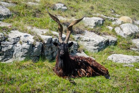 Mountain Goat With Big Horns In The Mountains Of Dagestan Stock Image