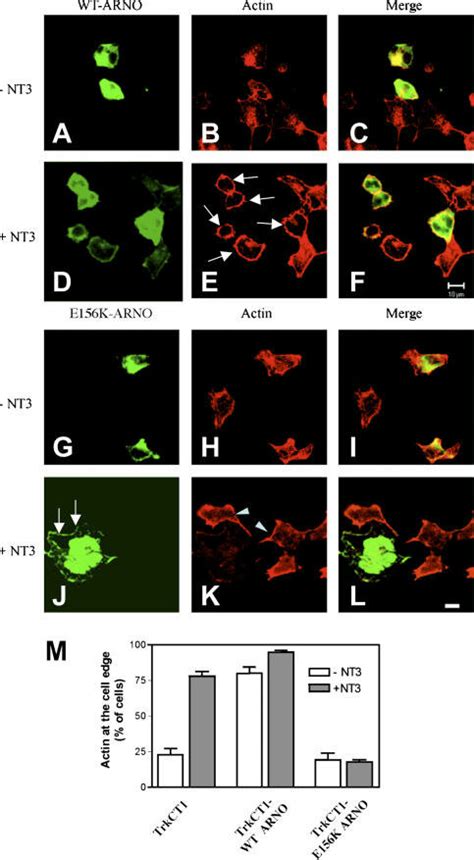 Cytohesin 2ARNO Mediates NT3 Induced Membrane Ruffling And Actin