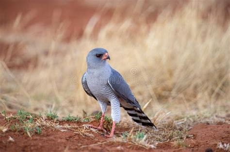 A Gray And Black Bird Standing On Top Of A Dirt Field Next To Grass