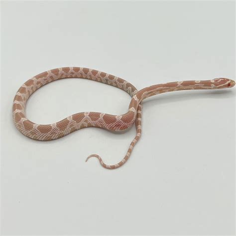 Assorted Corn Snake Morphs - baby OUR PICK