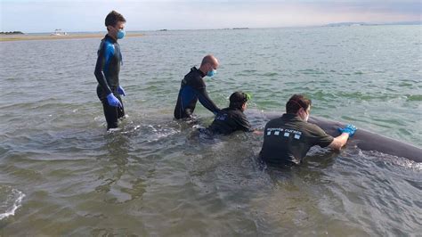 Fotos Una Balena Queda Varada Al Delta De L Ebre