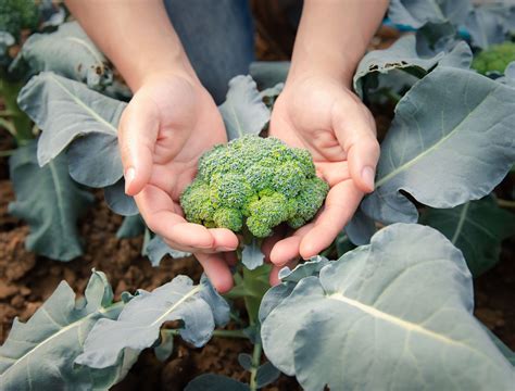 6 Tips For Growing Broccoli In Your Garden