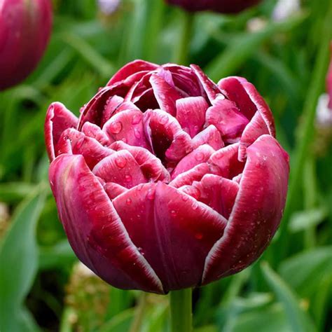 Get Tulip Dreamtouch Spring Flowering Bulbs In MI At English Gardens