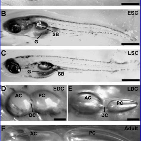 Swim-up behavior of zebrafish larvae (n ¼ 47). (A) Larval depth was ...