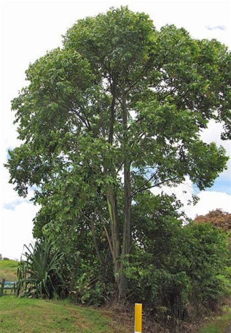 Eucalyptus Deglupta Rainbow Eucalyptus 20 Tiny Seeds Etsy