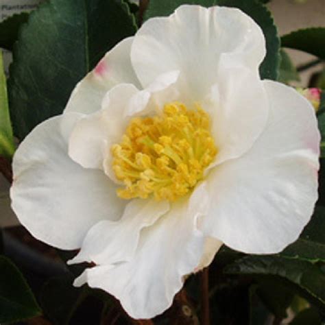 CAMELLIA sasanqua Narcissiflora Camélia d automne CAMELLIA