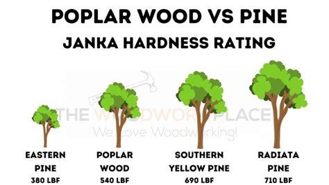 Poplar Wood Vs Pine 5 Things You Need To Consider