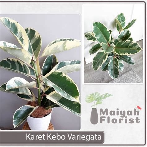 Jual Tanaman Hias Herbal Karet Kebo Variegata Ficus Elastica Rubber