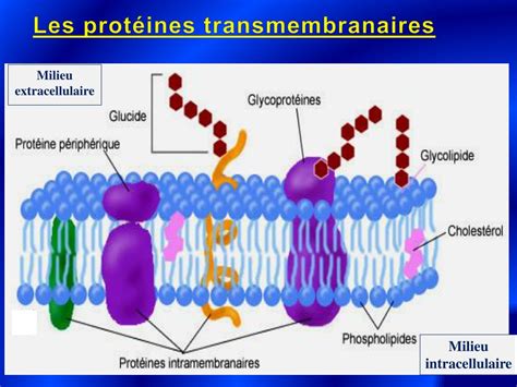 Ppt Les Membranes Biologiques Partie Powerpoint Presentation Free