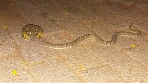 African bullfrog eating a snake : r/natureismetal