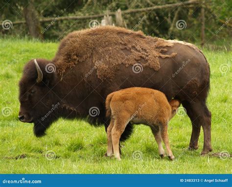 Bison Cow with Calf stock image. Image of nursing, indian - 2483313