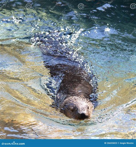 Adult Sea Otter Stock Image Image Of Beach Captivity 26655823