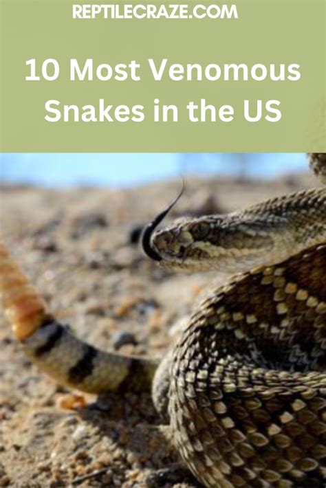 Most Venomous Snakes In The United States Reptile Craze