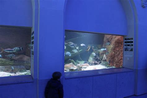 Aquarium African freshwater fish - ZooChat