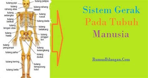 Penjelasan Sistem Gerak Pada Manusia Dan Komponen Nya