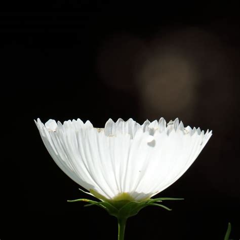 Cupcakes And Saucers Mix Cosmos Plants Plantgem Easiest Flowers To