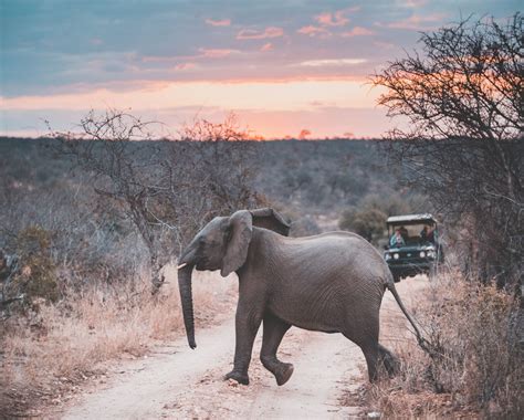 South Africa Safaris | Luxury, Private & Scheduled Tours | safariFRANK