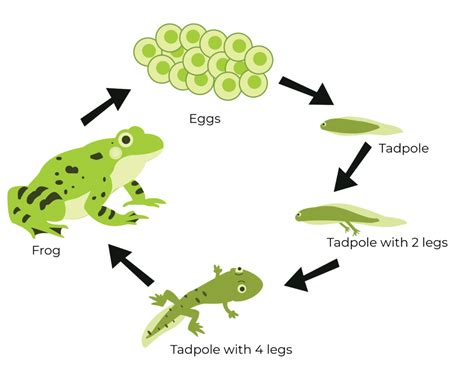 classification  living  chart class amphibians